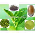 China healthy natural jasmine green tea extract for jasmine flavor beverage